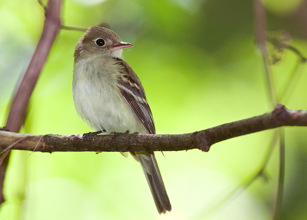 Acadian Flycatcher