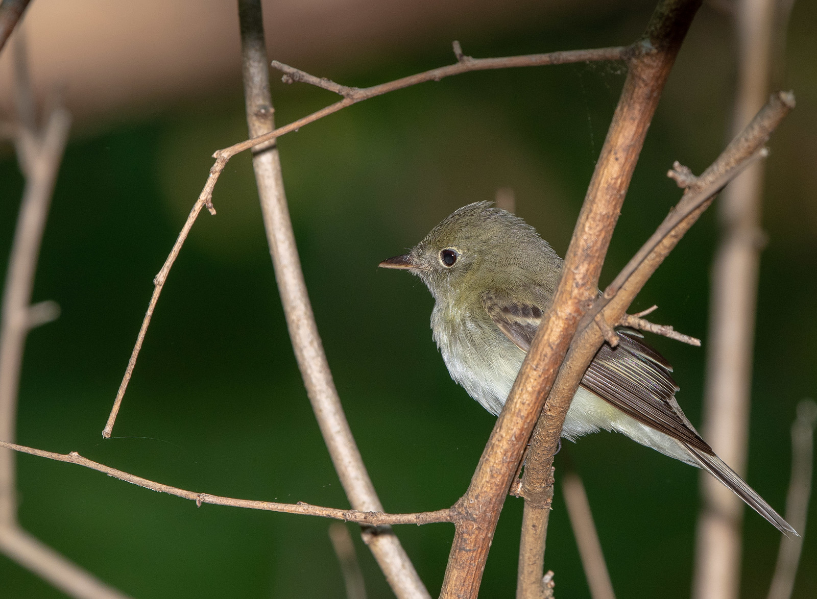 Acadian Flycatcher