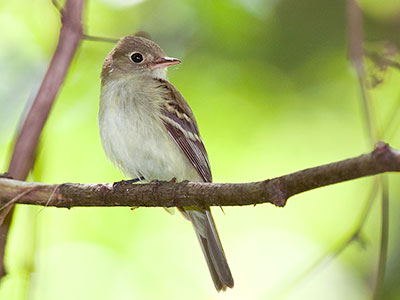 Acadian Flycatcher