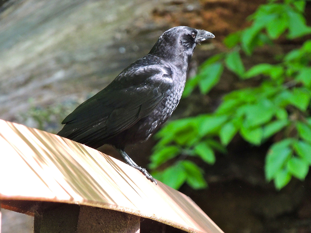 American Crow