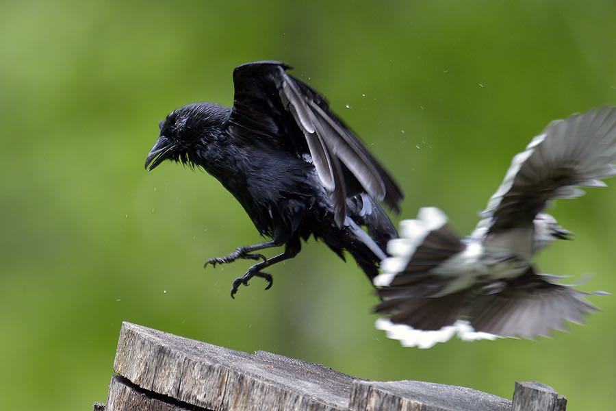 American Crow and Blue Jay