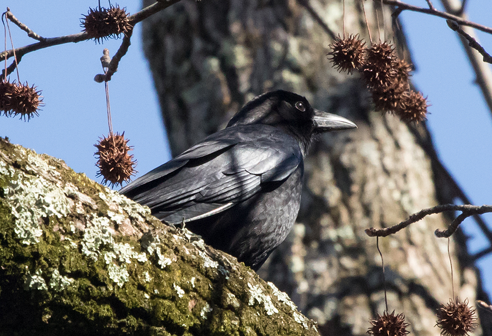 American Crow