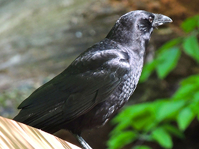 American Crow