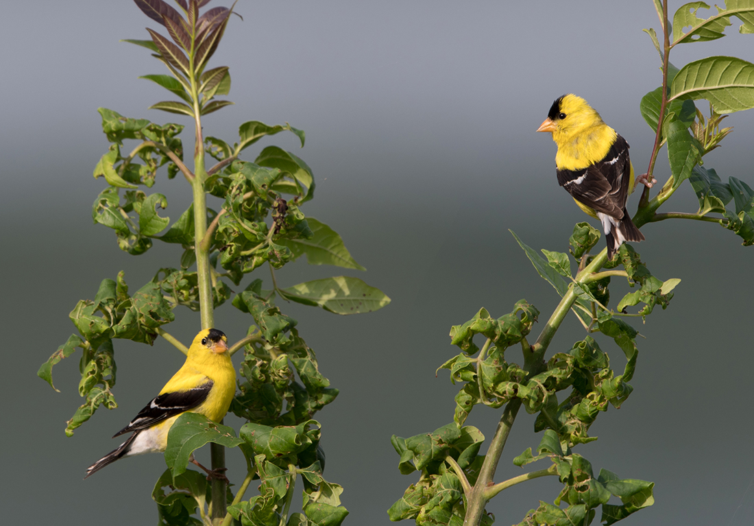 American Goldfinch Males
