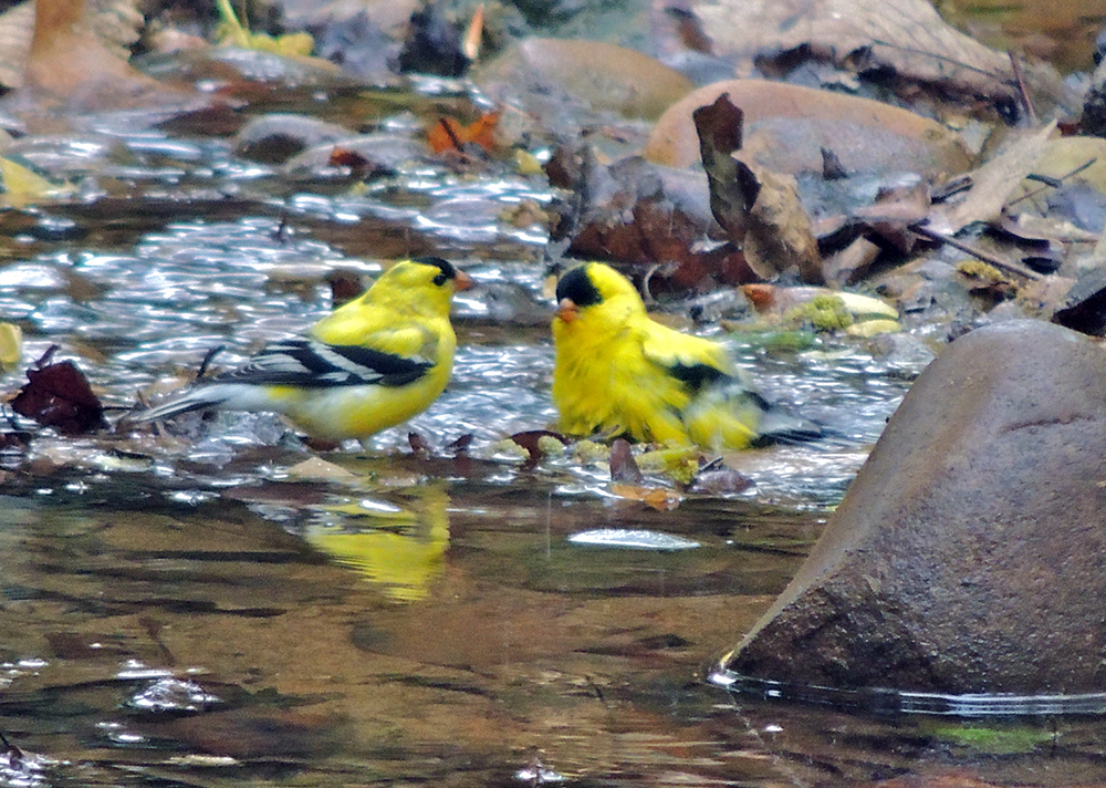 American Goldfinch Males