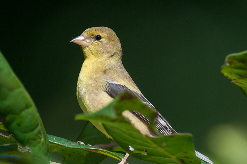 Female Goldfinch