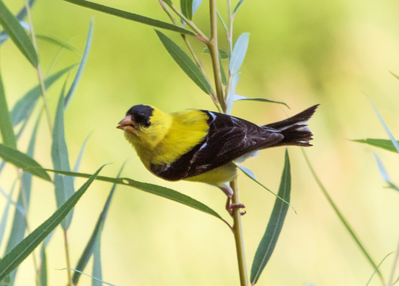 American Goldfinch Male