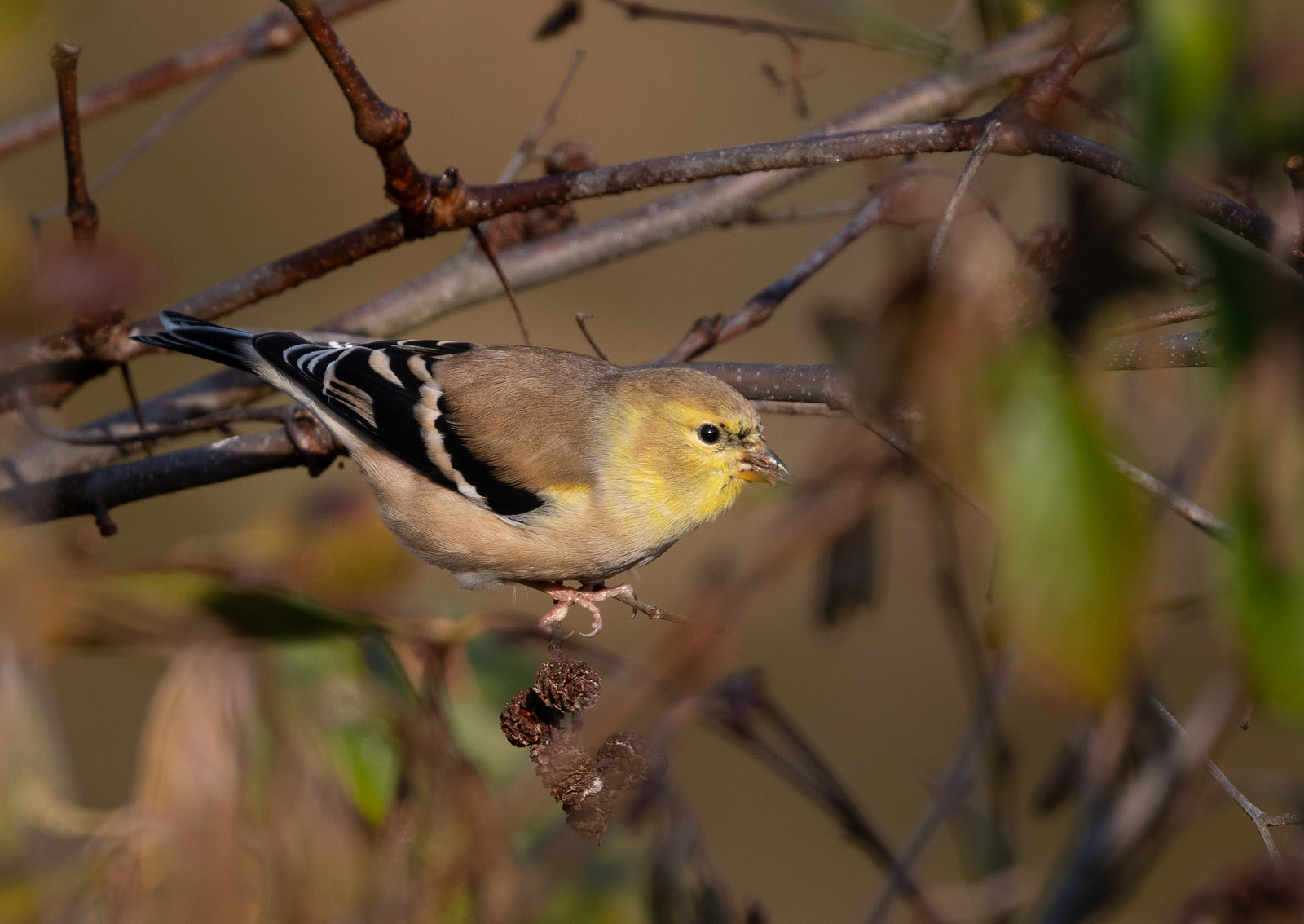 Female Goldfinch