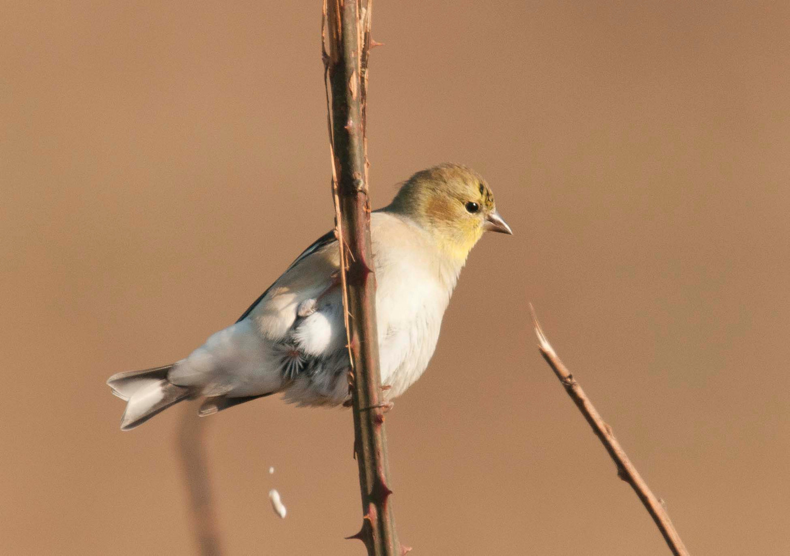 Female Goldfinch