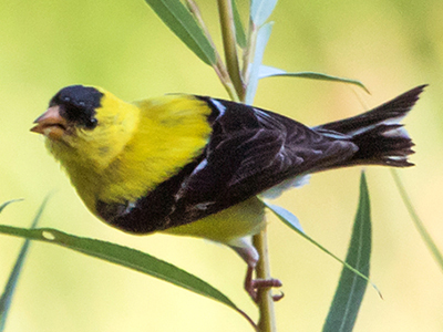 American Goldfinch