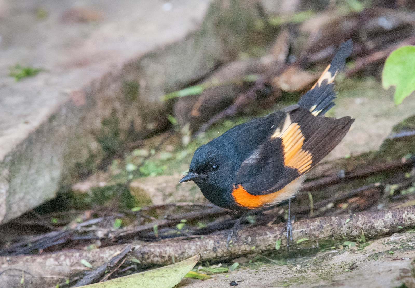 American Redstart Male