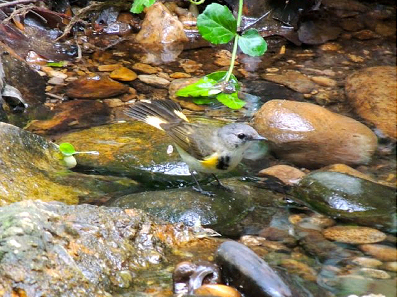 American Redstart 2nd-year Male