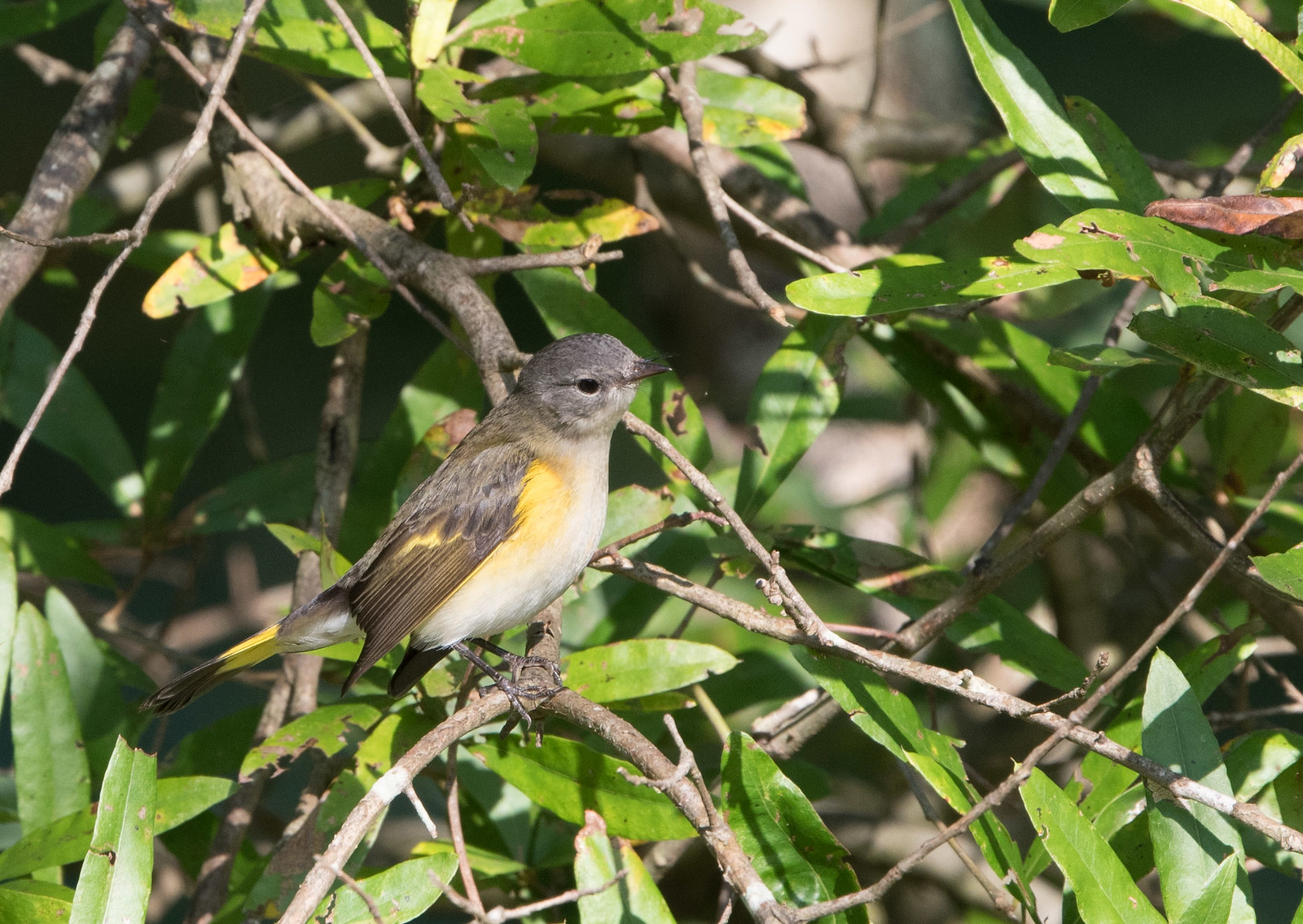 American Redstart Female