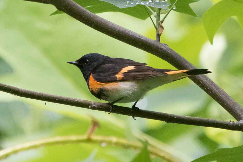 American Redstart Male