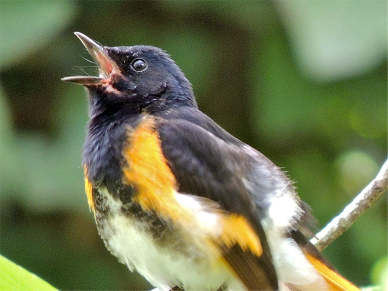 American Redstart Rictal Bristles