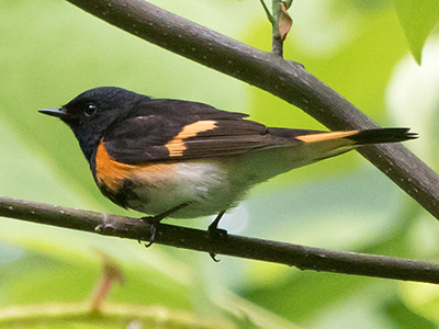 American Redstart