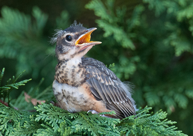 American Robin Juvenile