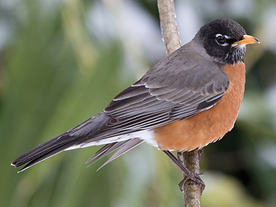 American Robin