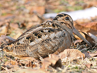 American Woodcock