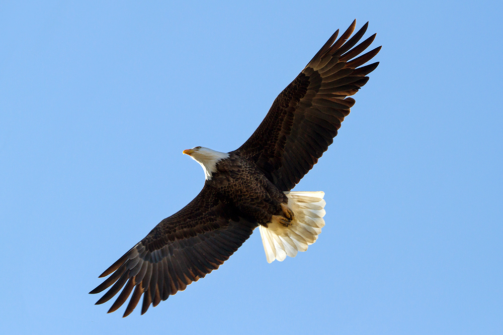 Bald Eagle Adult