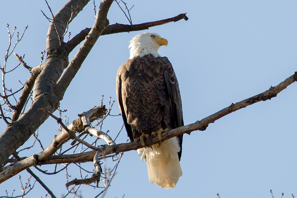 Bald Eagle Adult