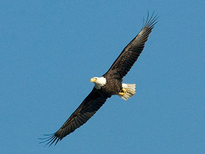 Bald Eagle