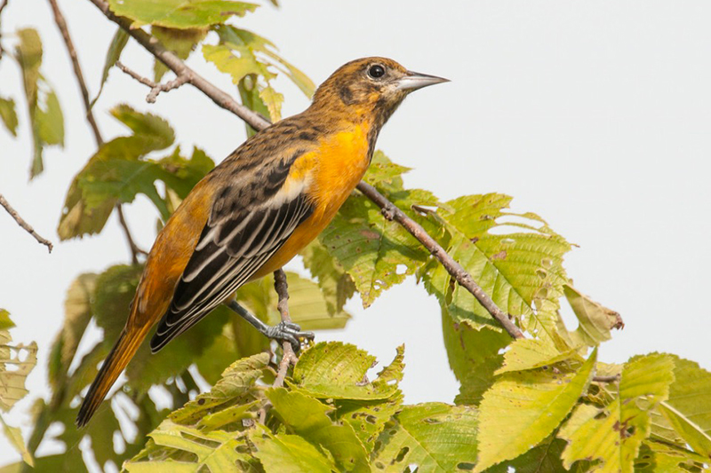 Baltimore Oriole Female