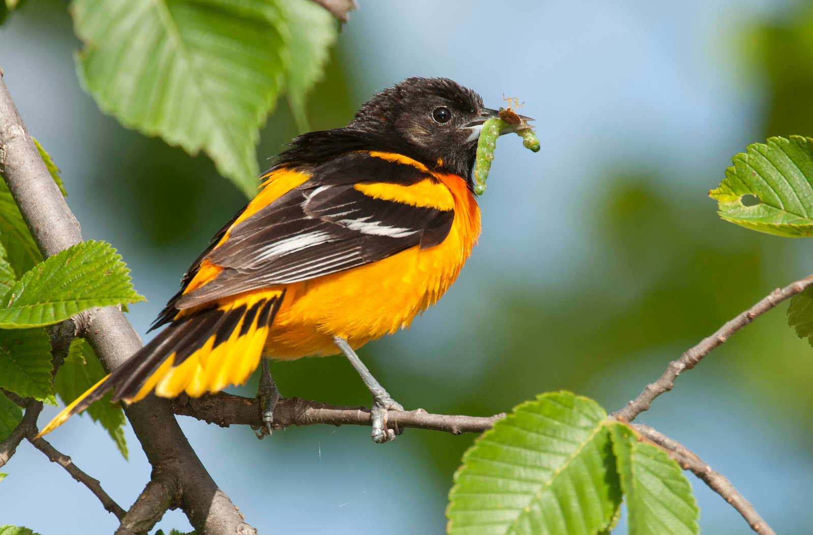 Baltimore Oriole Male