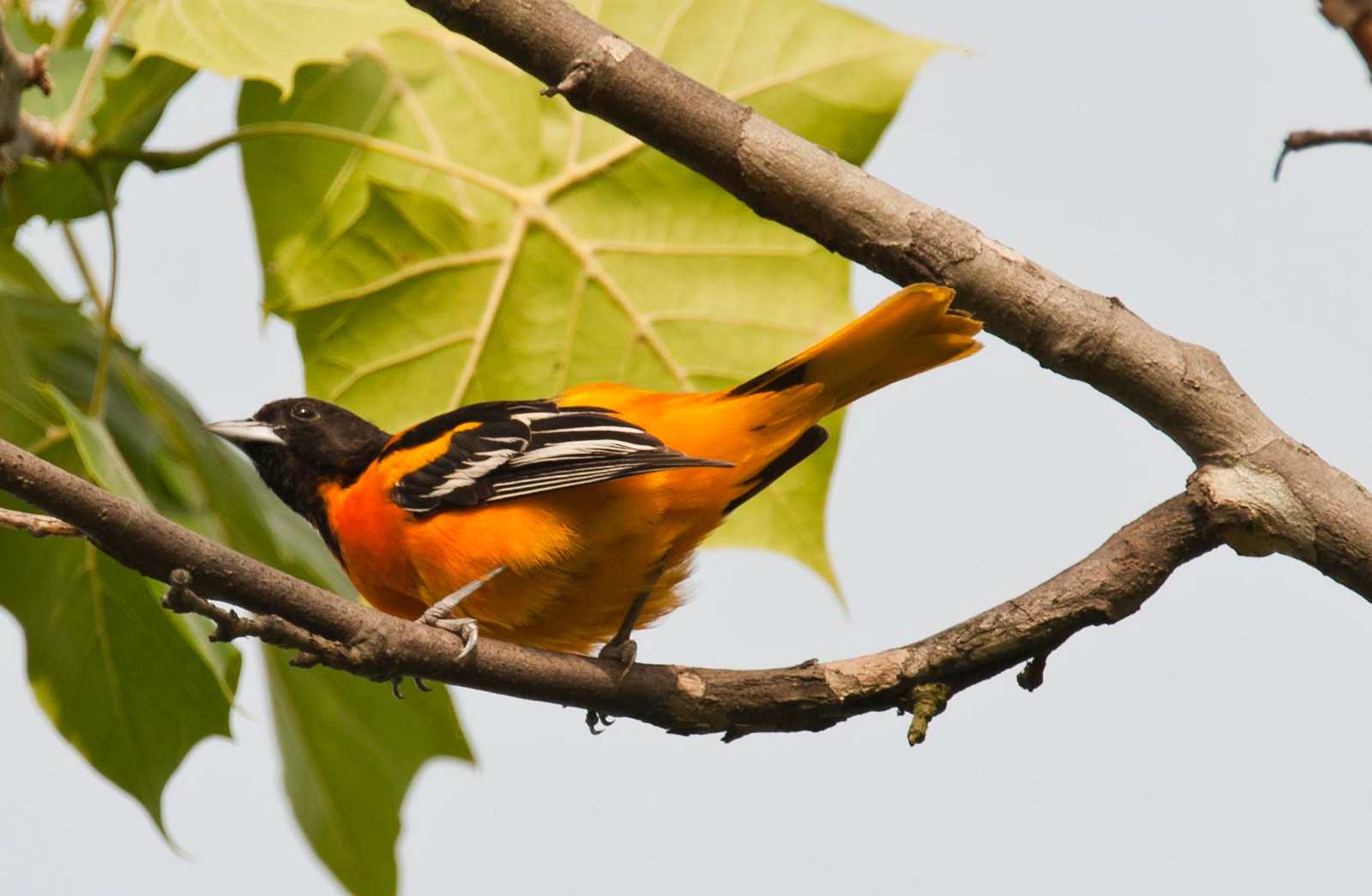 Baltimore Oriole Male