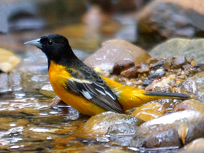 Baltimore Oriole