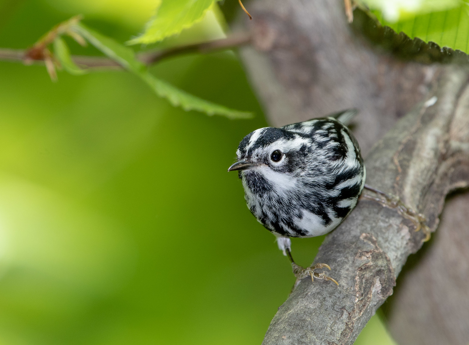 Black-and-white Warbler Male