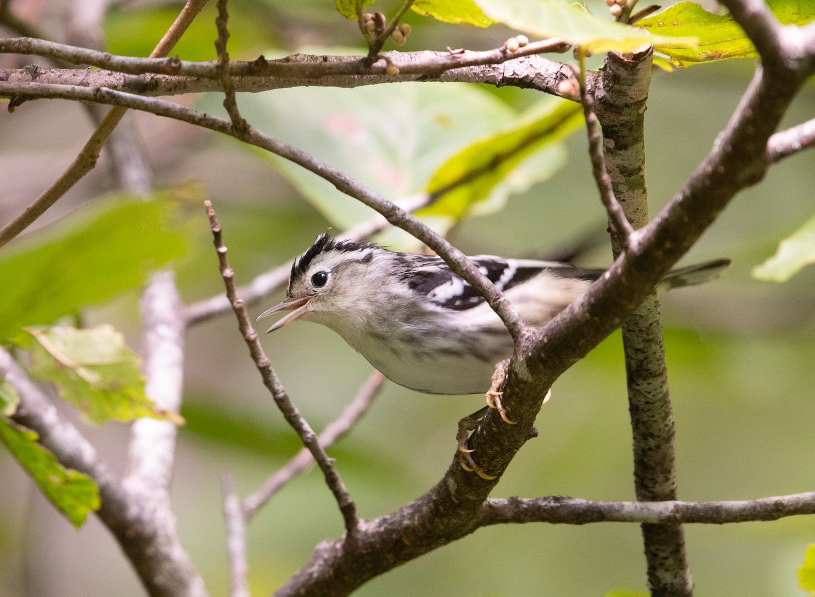 First-year Black-and-white Warbler Female