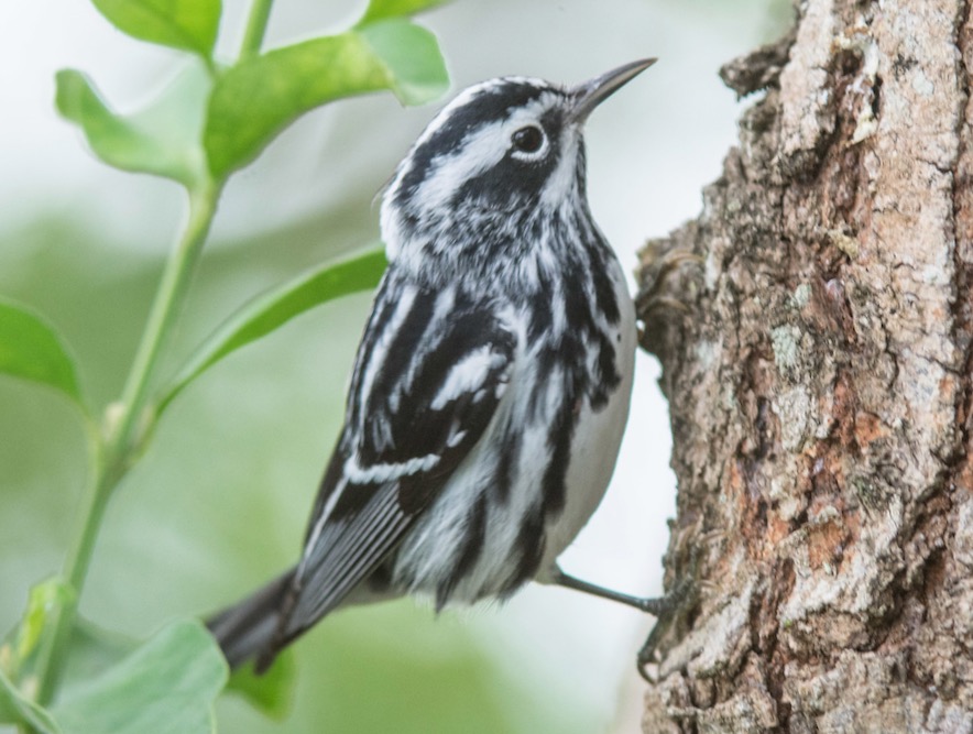 Black-and-white Warbler