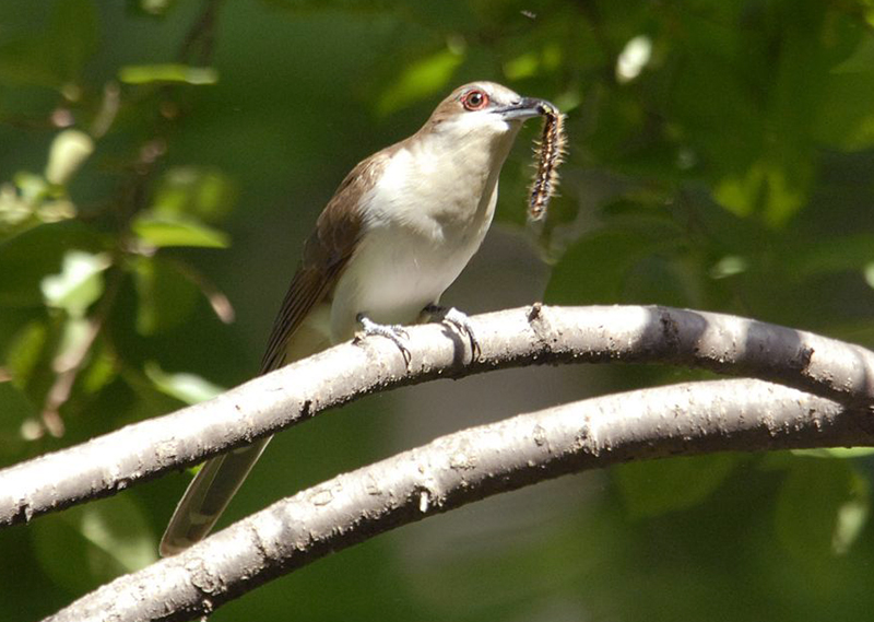 Black-billed Cuckoo