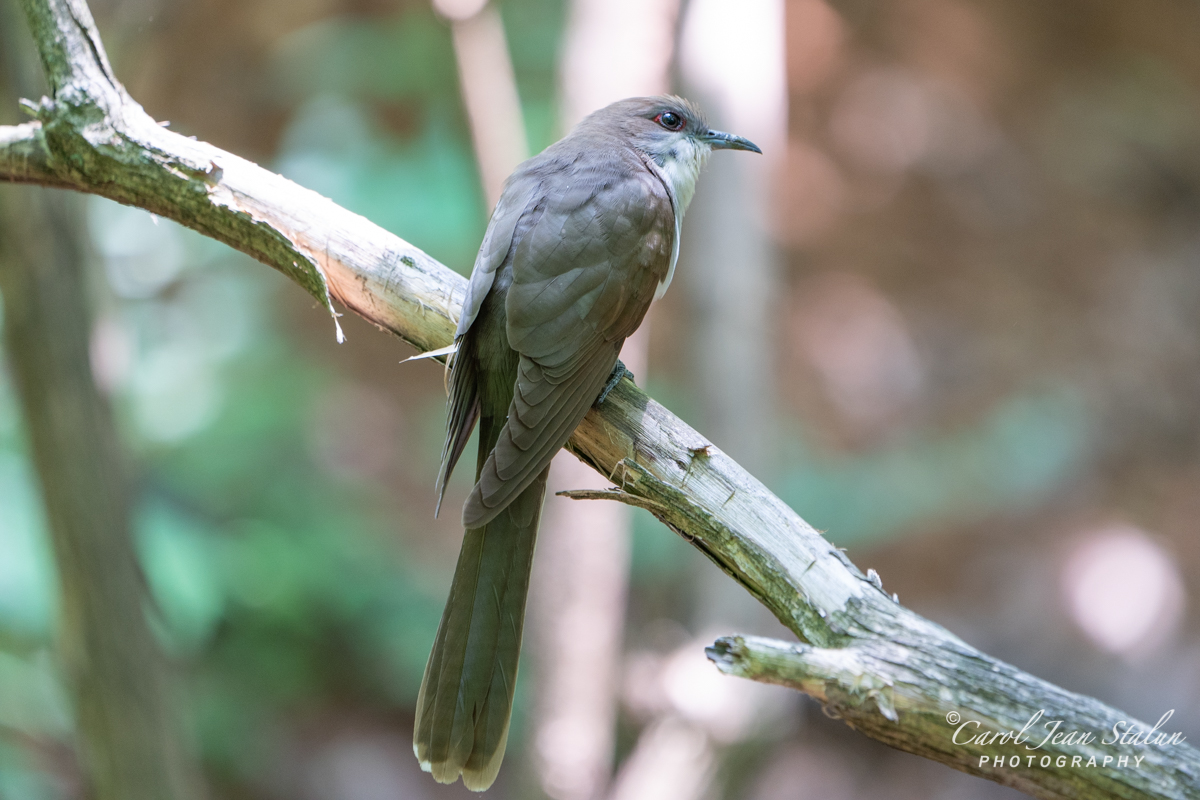 Black-billed Cuckoo