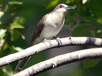 Black-billed Cuckoo