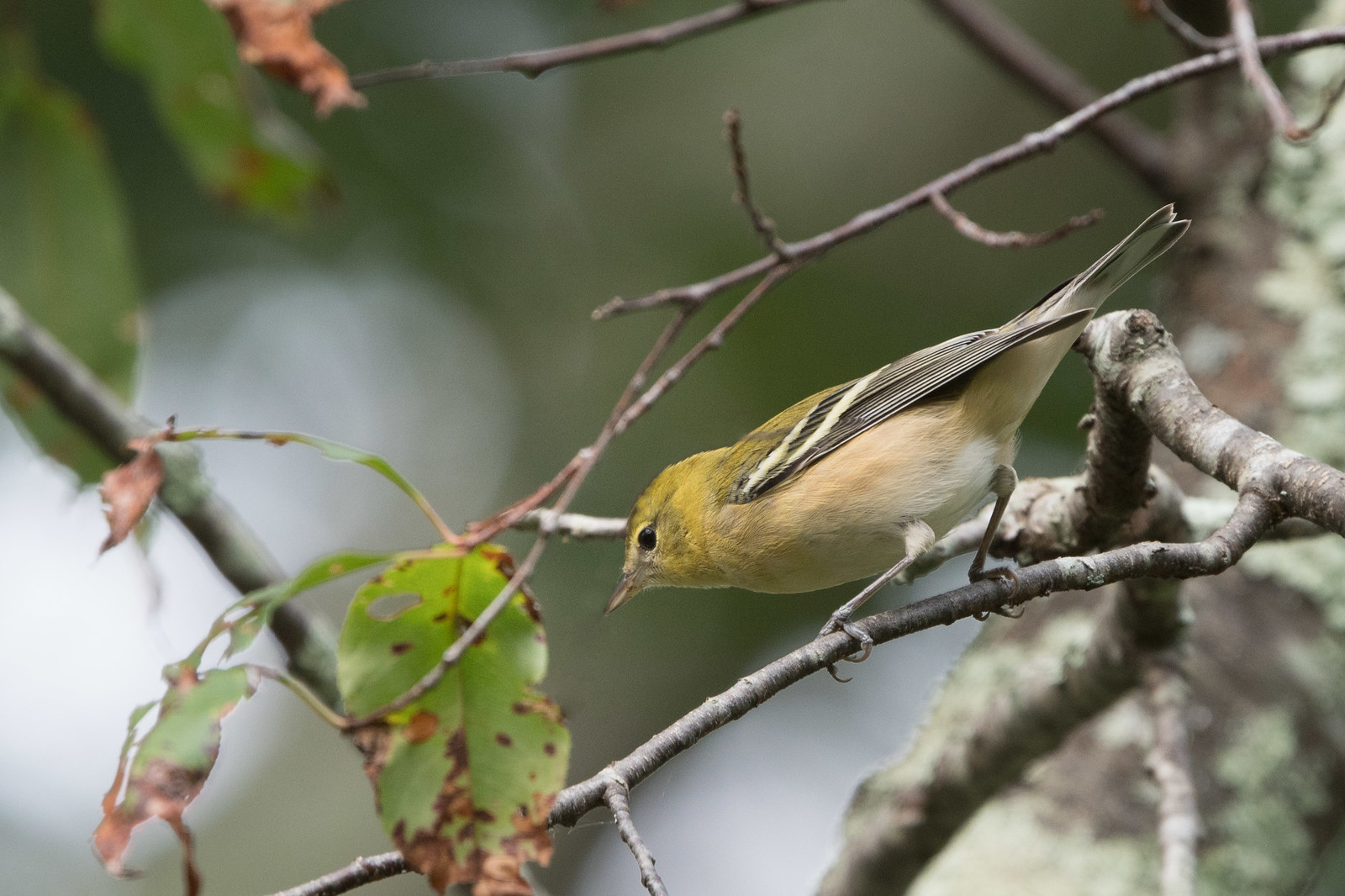 Fall Bay-breasted Warbler Female