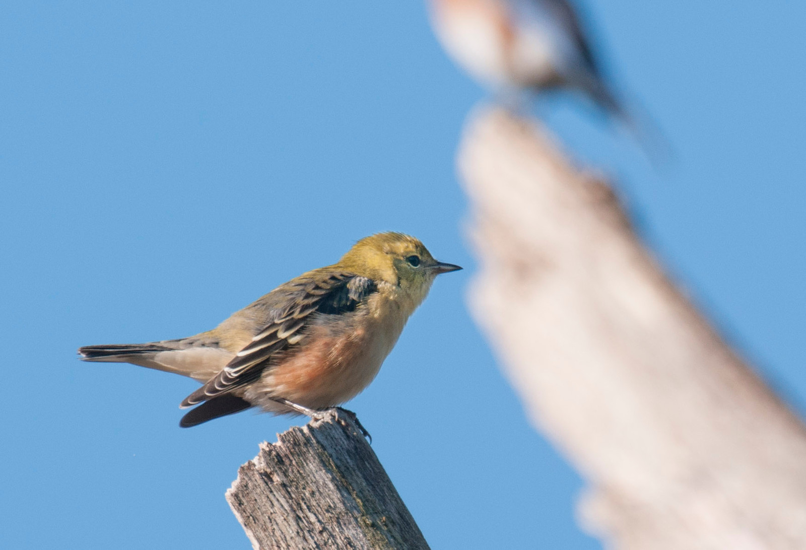 Fall Bay-breasted Warbler Male