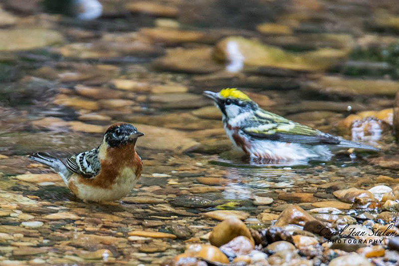 Male Bay-breasted and Chestnut-sided Warblers