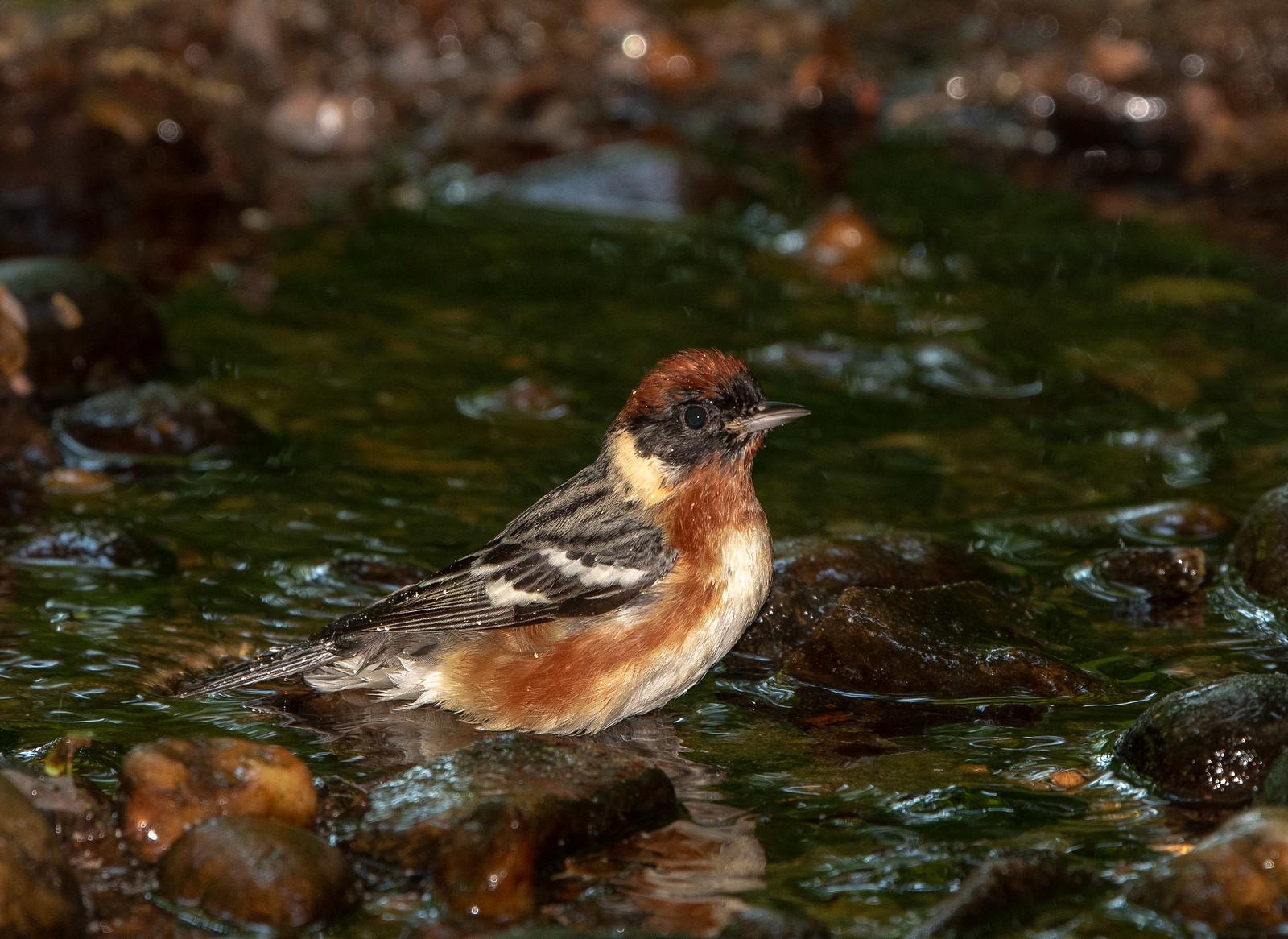 Bay-breasted Warbler Male