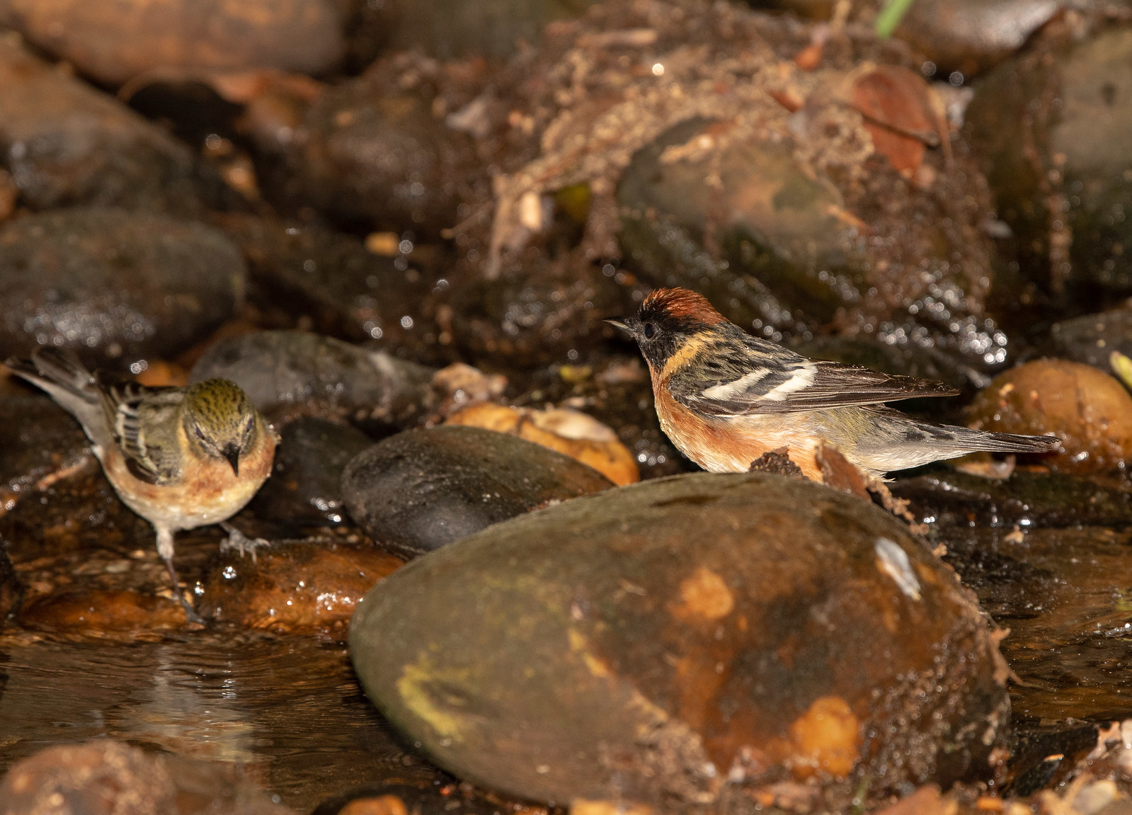 Bay-breasted Warbler Male and Female