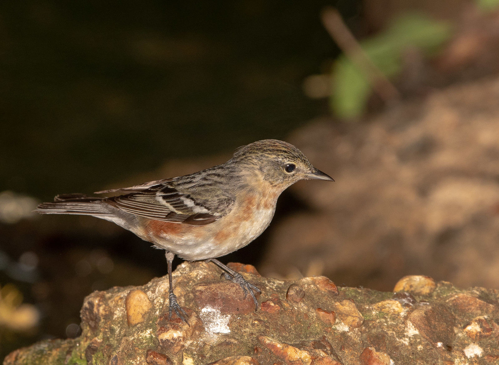 Bay-breasted Warbler Female