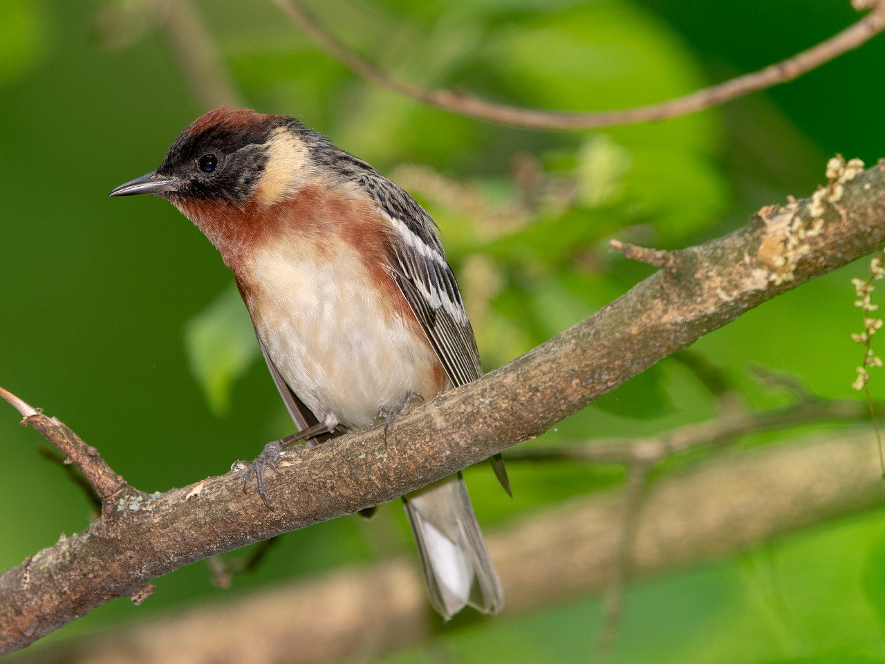 Bay-breasted Warbler