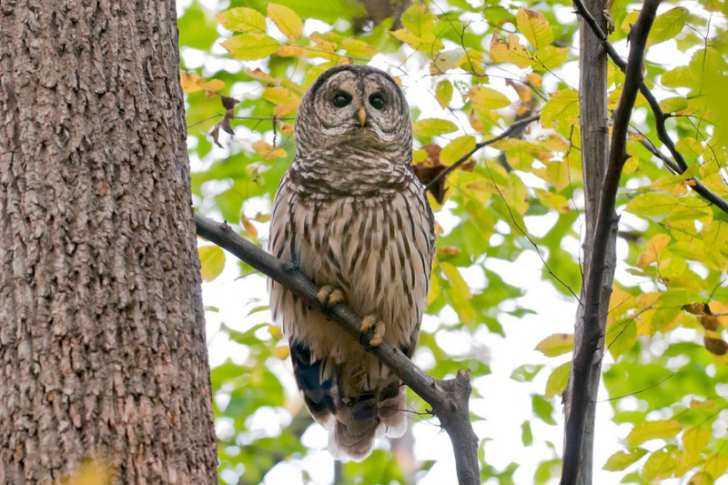 Barred Owl