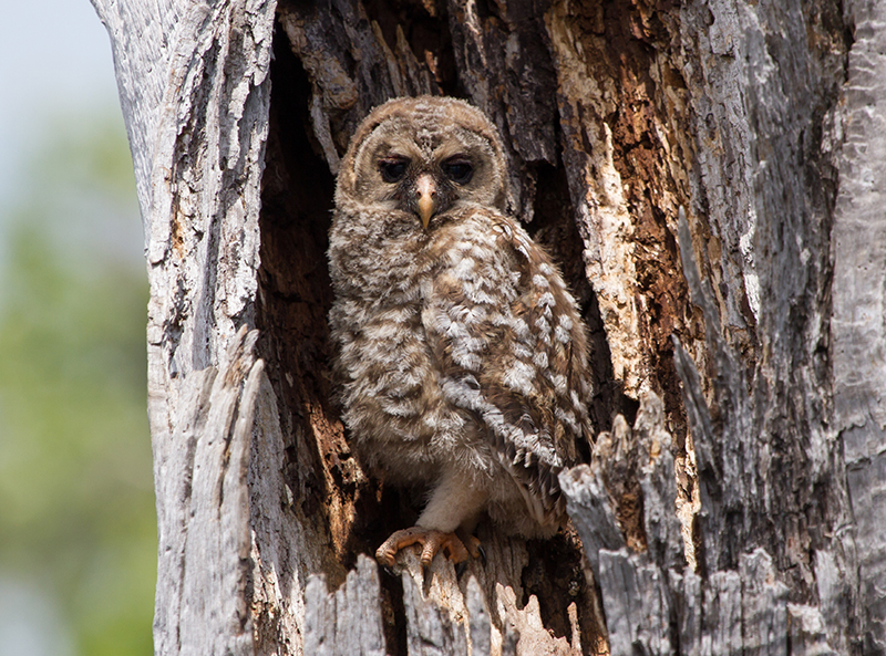 Young Barred Owl