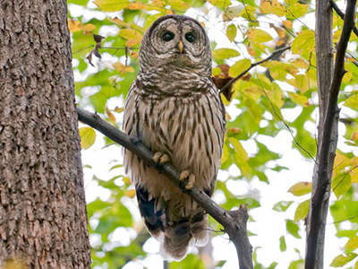 Barred Owl