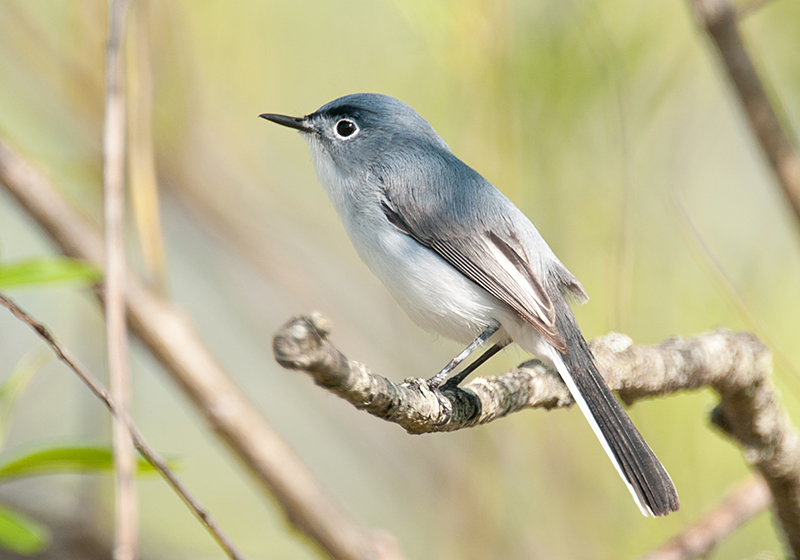 Blue-gray Gnatcatcher Male