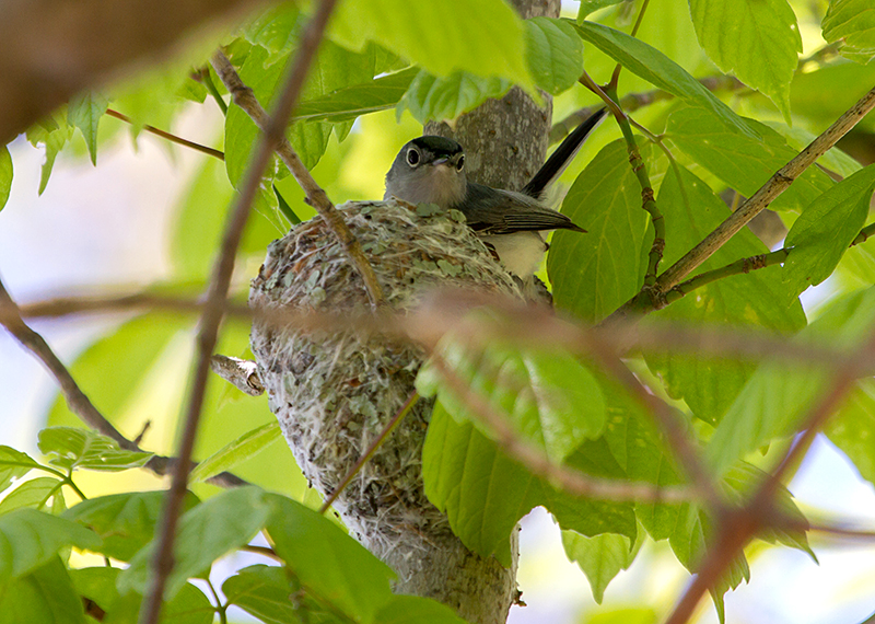 Blue-gray Gnatcatcher Nest