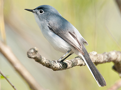 Blue-gray Gnatcatcher