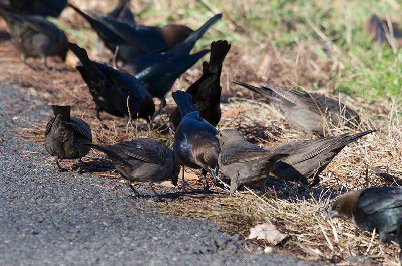 Males and Females Brown-headed Cowbirds